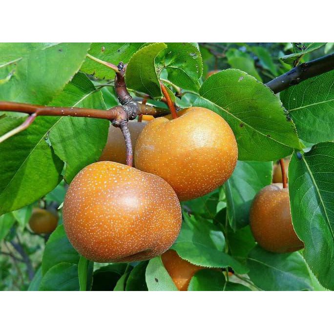 Bibit Tanaman Buah Pir Pear Nashi MerAh