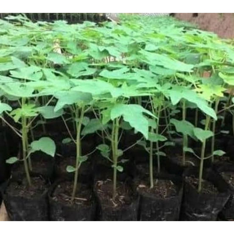 pepaya California murah bibit pepaya tanaman pepaya California