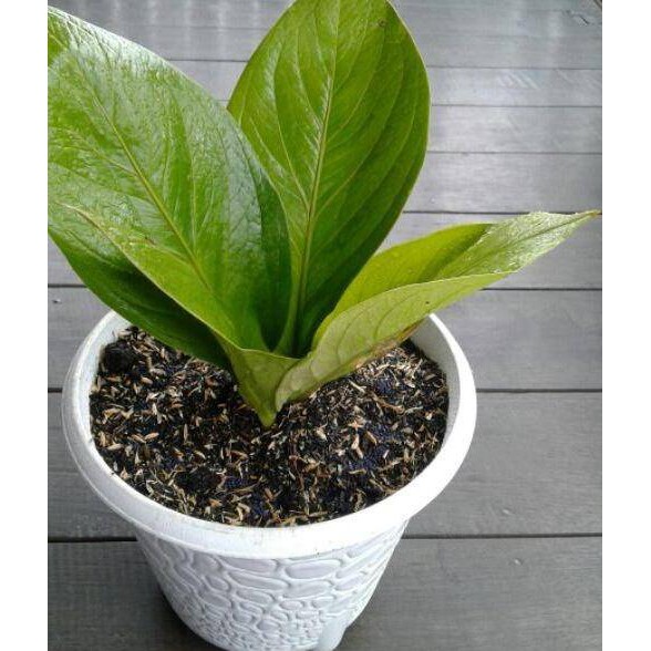 Jual Best Seller Promo Paket 3 Jenis Tanaman Hias Anthurium Cobra Jemani Mikymous Gelombang Cinta Ln Indonesia Shopee Indonesia