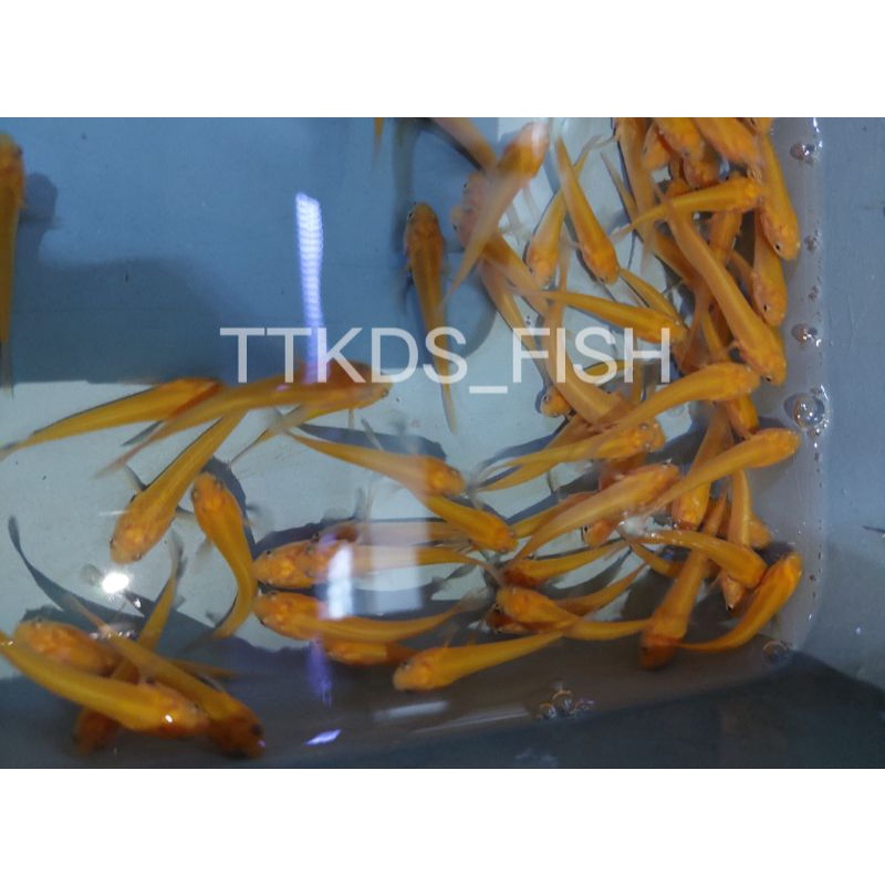 limbata golden xanthic original (free packing dan sexing untuk ukuran besar)