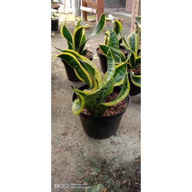 sansevieria Twister remaja