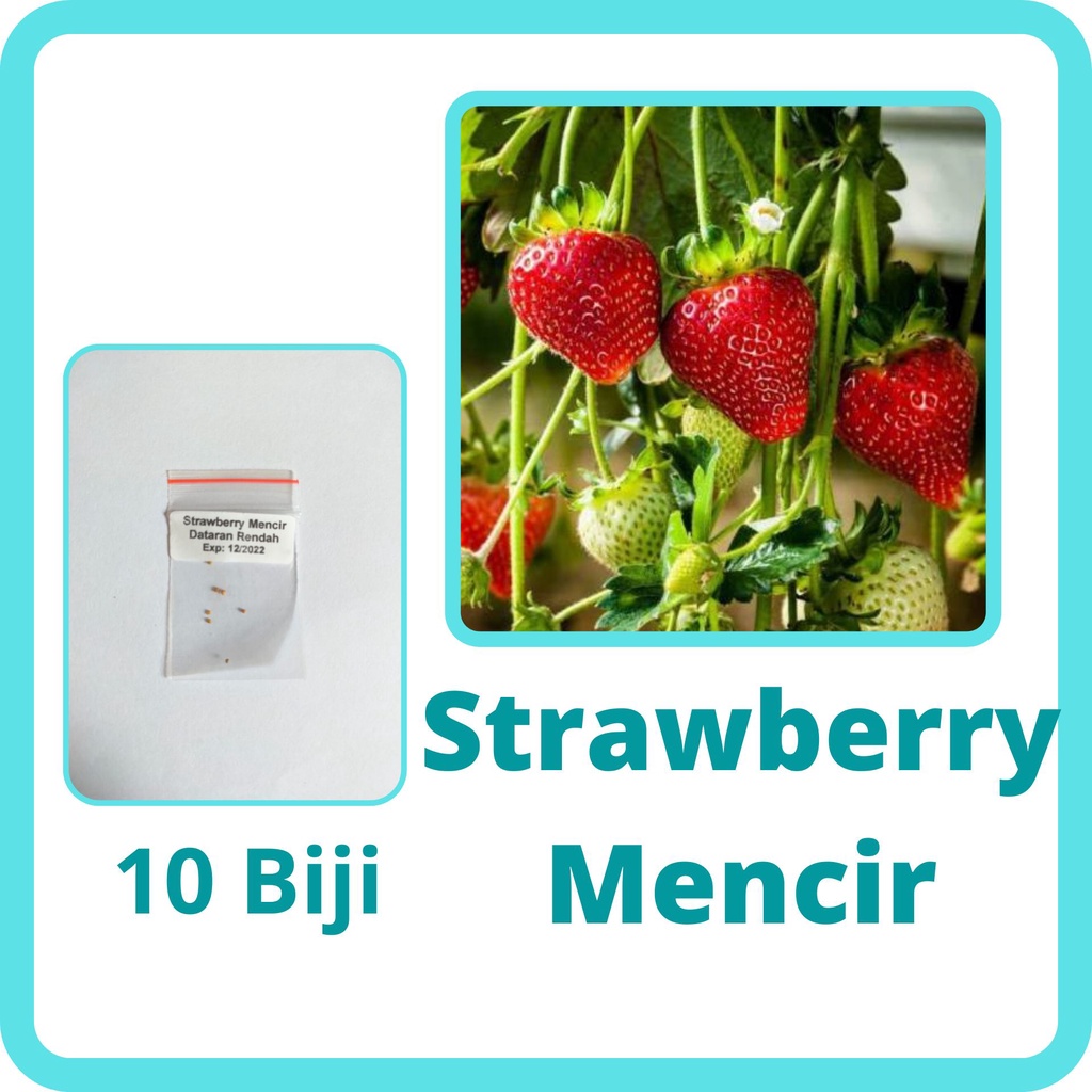 10 Benih Strawberry Mencir Dataran Rendah Bibit Buah Stroberi Jumbo Manis Super Premium Mudah Tumbuh