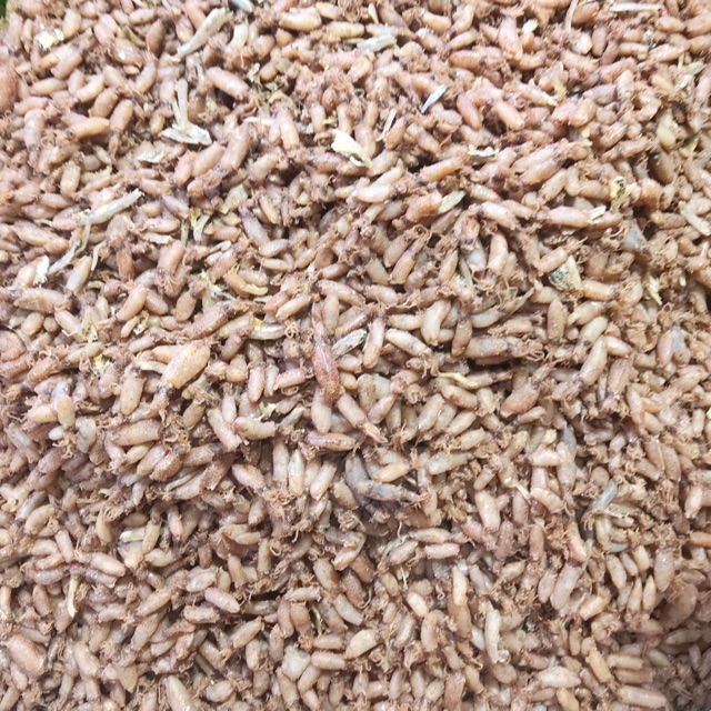 BABY CUMI MEDAN 1 KG