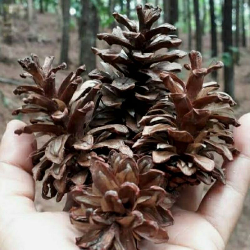 bunga pinus / pinus kering / bunga pinus kering