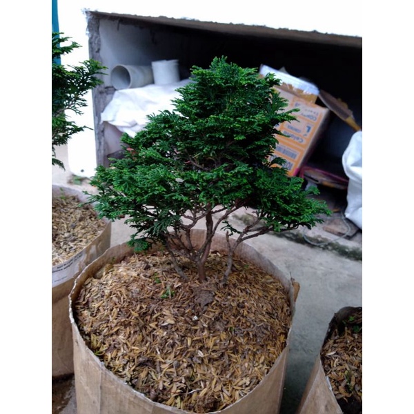 Bahan Bonsai Cemara Hinoki Cypress/ Hinoki Mini/ Cemara Import Jepang