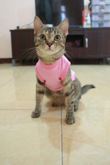 Kaos polos rip pink lucu untuk kucing &amp; anjing /Jual Baju Kucing Terlengkap &amp; Berkualitas size S-XL