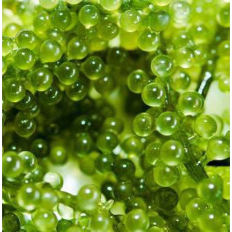 

SUPER SPESIAL (HIGH QUALITY) latoh / sea grapes / anggur laut / green caviar