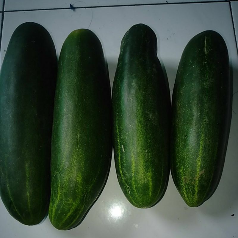 

Timun besar buah segar 500gr