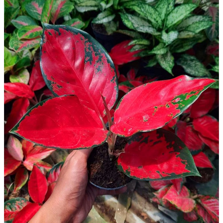 Tanaman Hias Aglonema Suksom Jaipong Stang Pendek { Culture } Bunga Hias Suksom Red Termurah Jamin Hidup ( BUKAN BONGGOL )✅