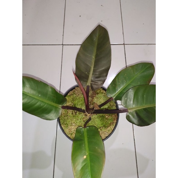 philodendron black cardinal ( real pict / foto asli )