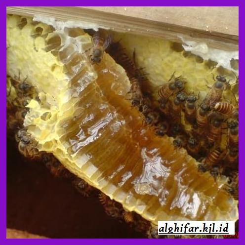 

MADU-MINUMAN- RAW HONEY (MADU SARANG TIRIS) 1,5KG RECOMMENDED -ASLI-BUKAN-KAWE-KAWE-