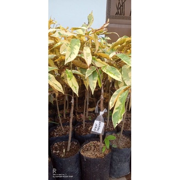 BIBIT KENITU VARIGATA OKULASI CEPAT BERBUAH