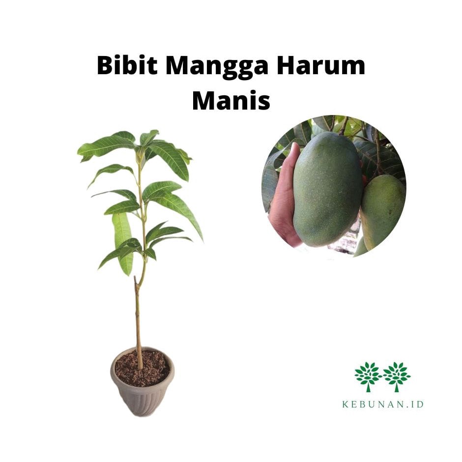 Bibit Mangga Harum Manis/Tanaman Mangga Harum Manis