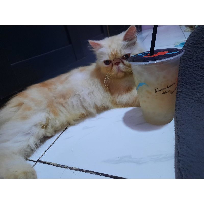 indukan peaknose betina