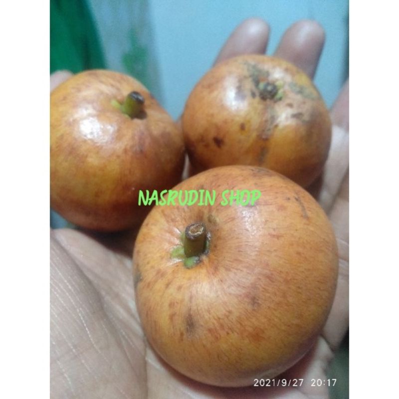 

[Fresh] BIBIT BUAH CERI HUTAN (POHON) BUKAN SERI BIBIT BUAH LANGKA