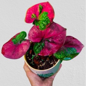 Keladi Baret Tanaman Hias Hidup Bibit Bunga Caladium Baret  Murah Bukan Bonggol