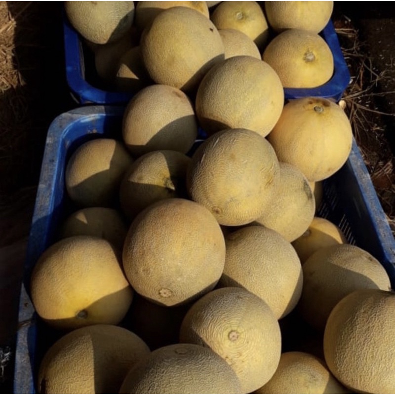 

Melon hijau rocket premium