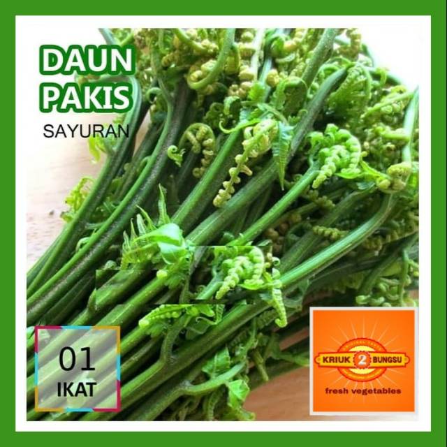 

Daun pakis sayur