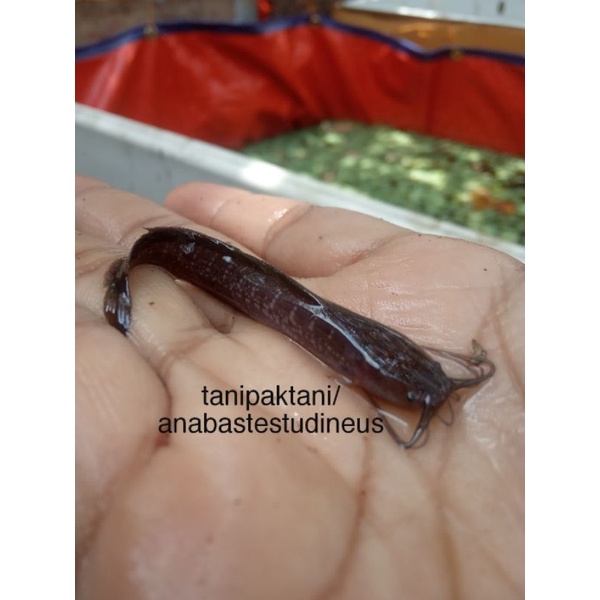 

Limbat Lembad (Clarias nieuhofii)