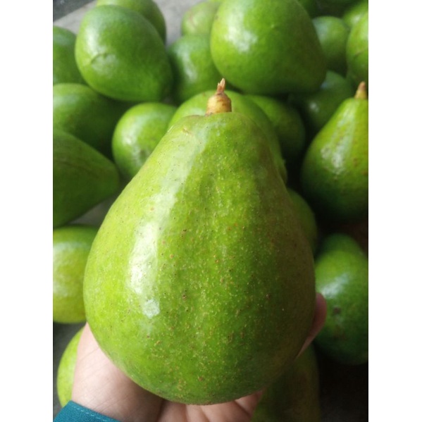 

Buah Alpukat mentega 1kg isi 3 biji/Alpukat mentega super 1kg isi 2 biji