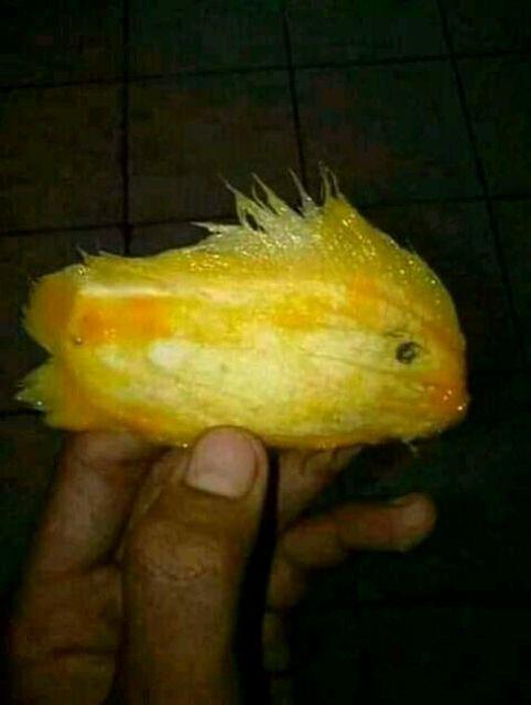 Batik Wanita Tunik Indrayanti Kekinian Modern Pakaian Atasan Seragaman Murah Kerja Kantor Kondangan