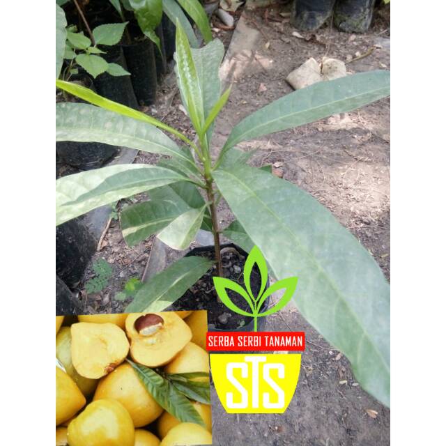 Bibit sawo mentega - sawo abiu