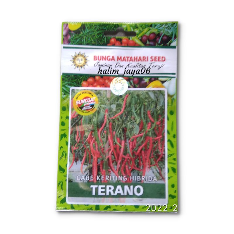 BENIH CABE KERITING HIBRIDA