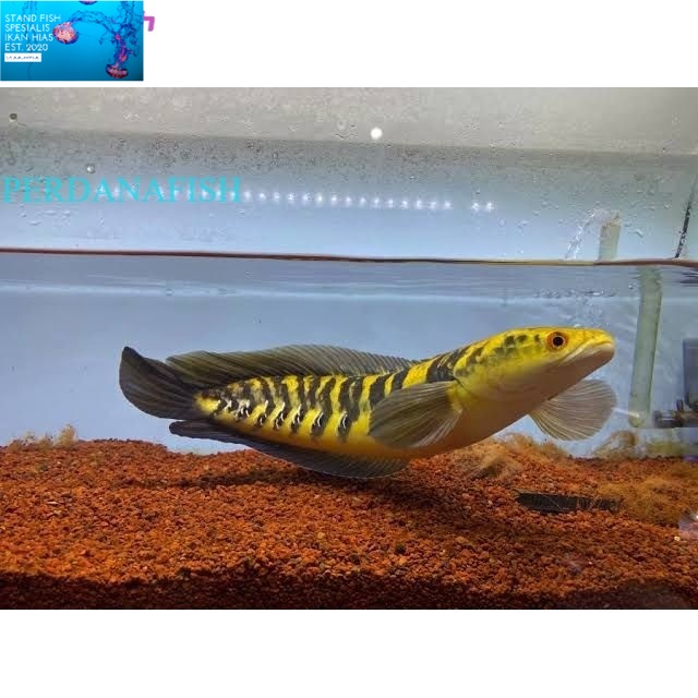 predator channa maru yellow sentarum yelow ys 20 21 22 cm mental bagus