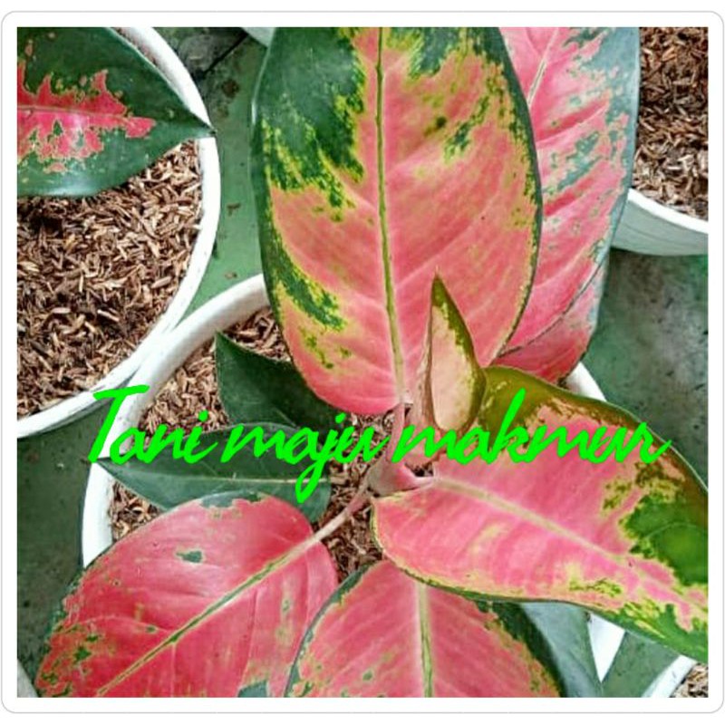 AGLONEMA RED KOCHIN JUMBO SIAP PAJANG CANTIK