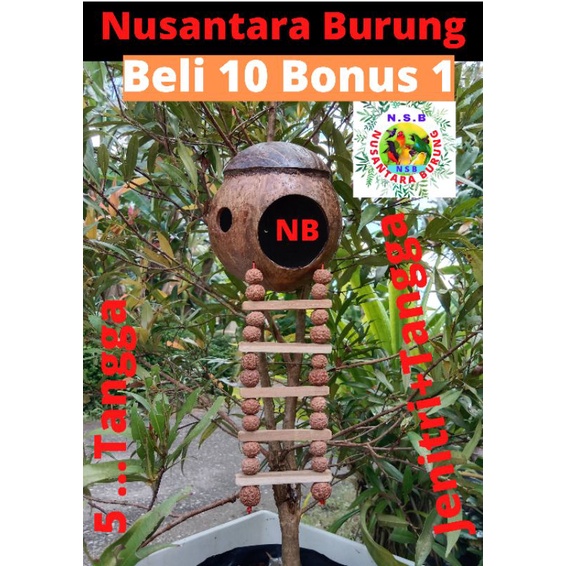 SARANG BURUNG LOVEBIRD GLODOK BURUNG MURAI PARKIT MANYAR SARANG BERTELUR