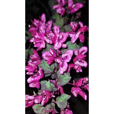 Bunga Bougenville black Maria