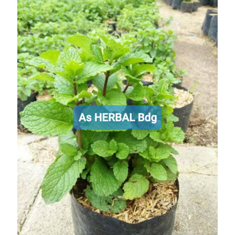 Bibit Daun Mint / bibit mint / bibit papermint-az