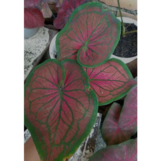 Caladium tambuna / keladi tambuna