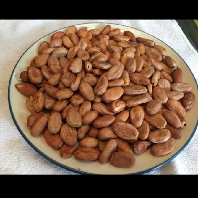 

Biji Coklat Kering-Biji Kakao Berkualitas