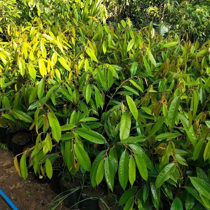 Bibit Durian Duri Hitam Oche Okulasi *_$