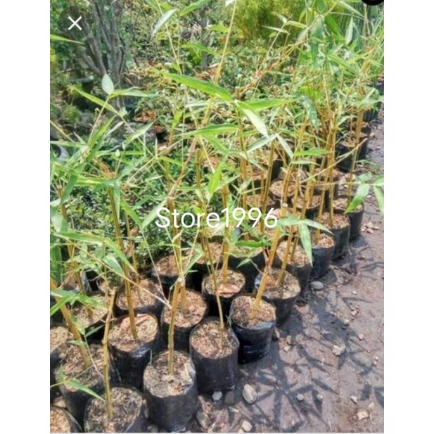 Bambu kuning mini per batang