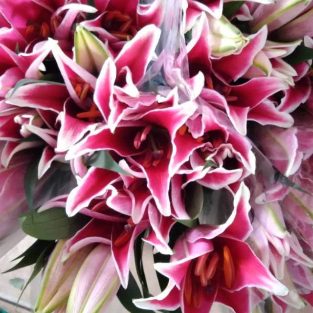Buket Murah Bunga Lily Merah Asli Segar Shine Florist Shopee Indonesia