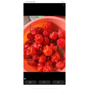 Cabe super pedas Carolina reaper