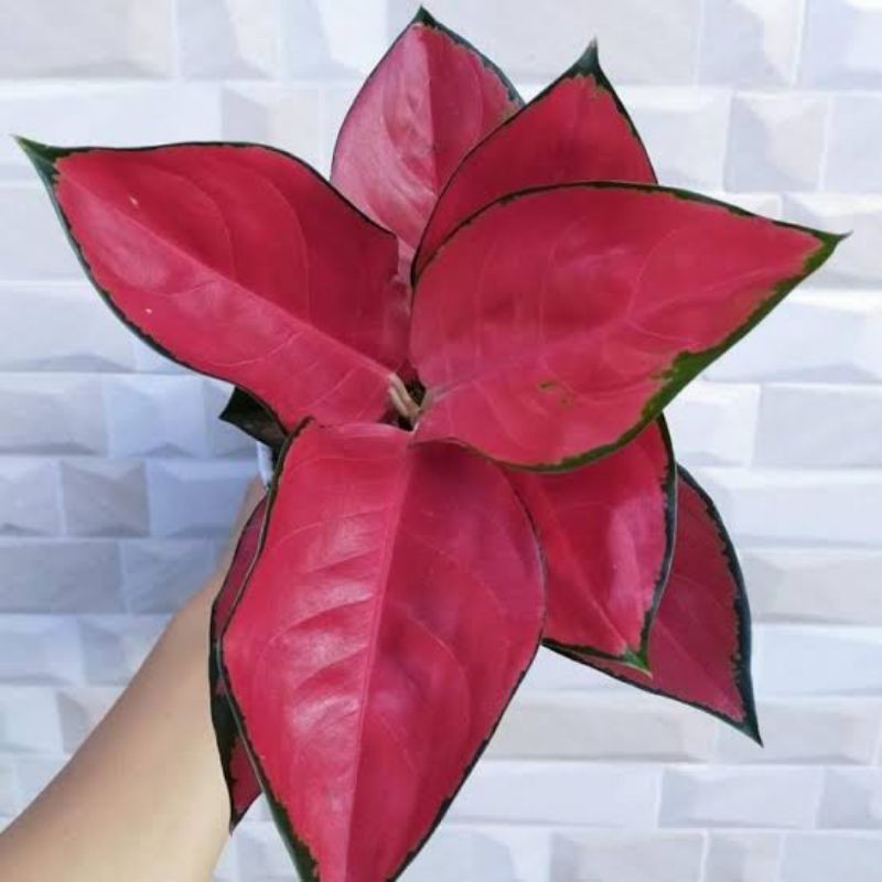 bibit aglonema suksom jaipong