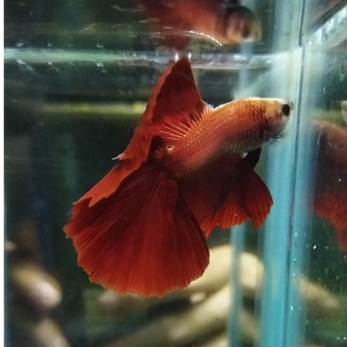 IKAN CUPANG HALFMOON DOUBLE TAIL/DTHM/HMDT MASCOT RED 100% REALPICT (KODE AJ19)