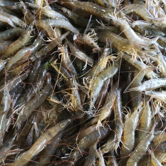 

Udang werus
