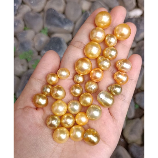 Mutiara Laut Putih Gold butiran / mutiara asli per gram / mutiara air asin / mutiara air laut warna 