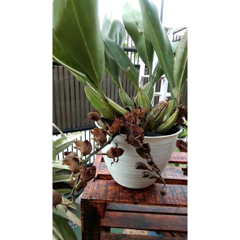 bunga anggrek hitam sumatera