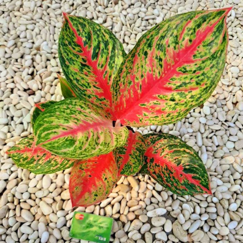 Aglonema rindu  / tanaman aglonema rindu /aglonema murah