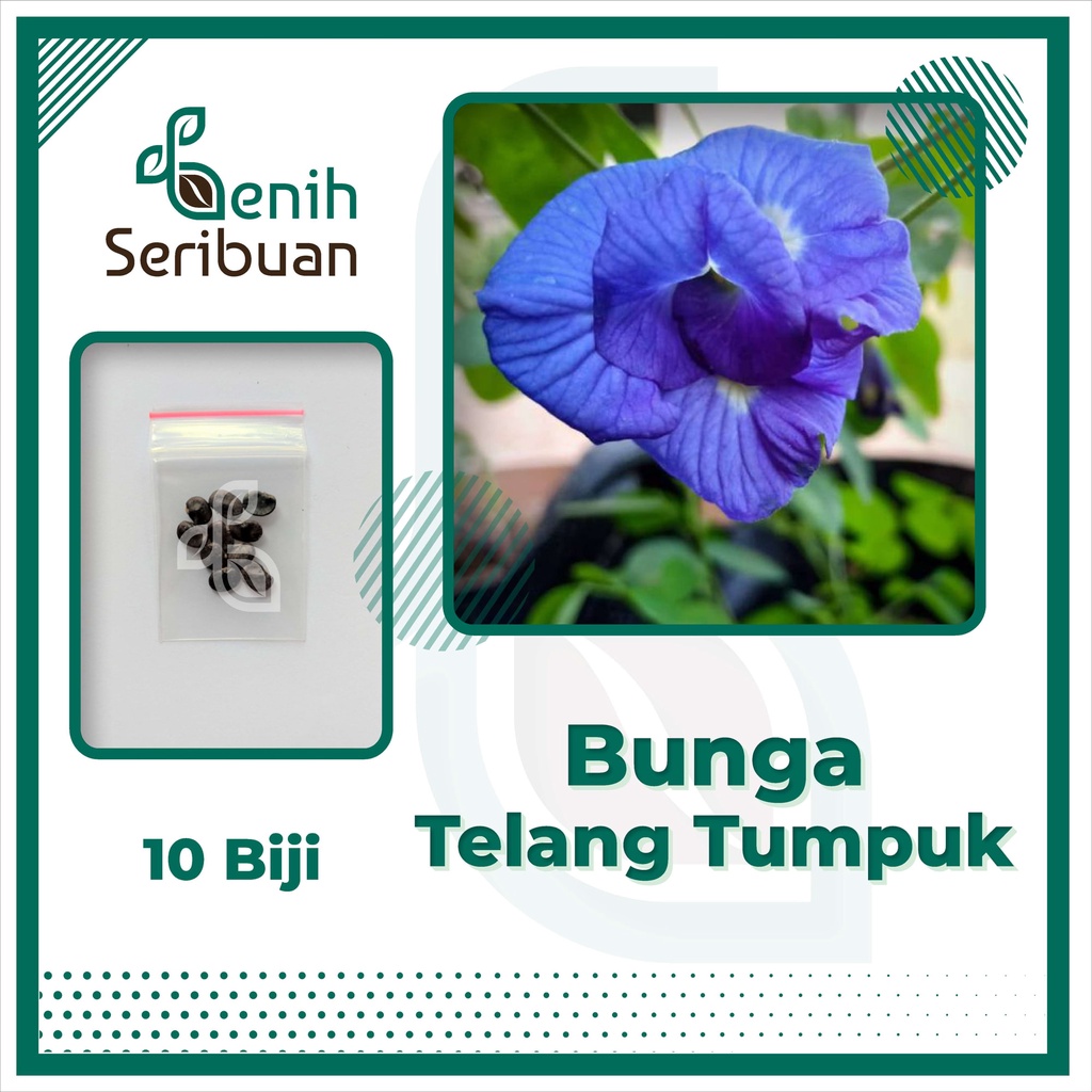 BS-BYL Bibit Bunga Benih Tanaman Bunga Hias Matahari Mawar Aster Vinca Krisan Telang Sunflower Krokot Lavender Marigold Zinnia-TELANG TUMPUK