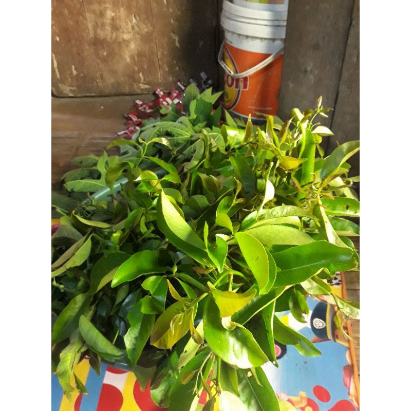 

daun salam bumbu masak seger