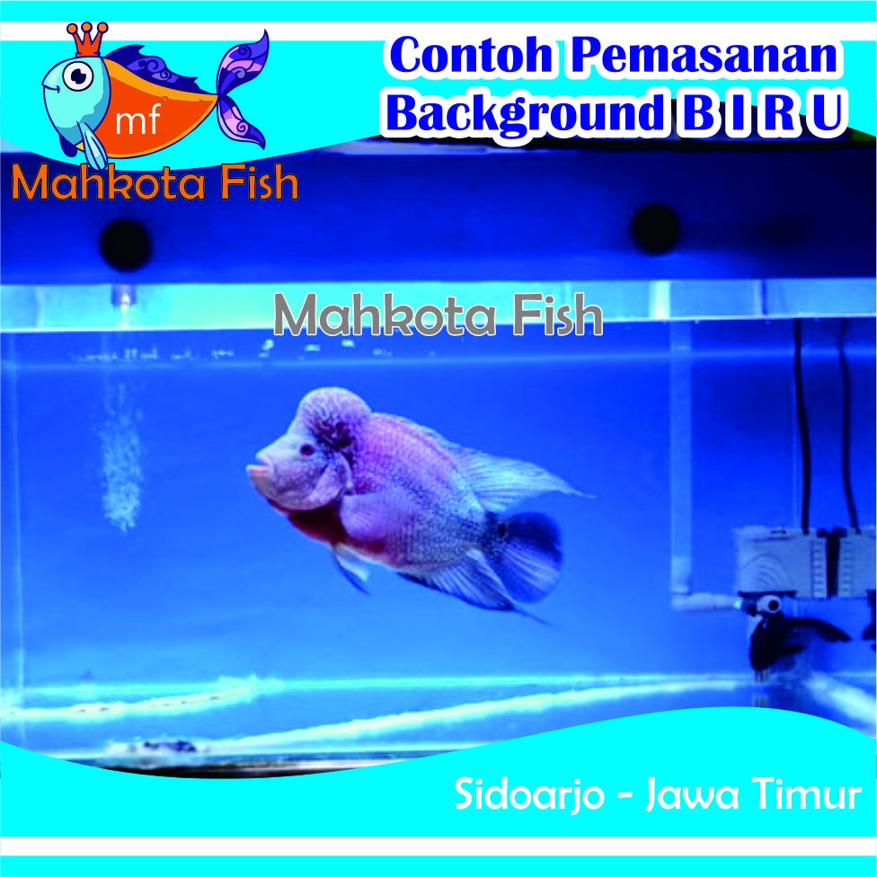 Stiker Aquarium PROMO!! (Extra Lebih Lebar 60cm) | Skotlet Aquarium | Background Aquascape GRATIS SELONGSONG