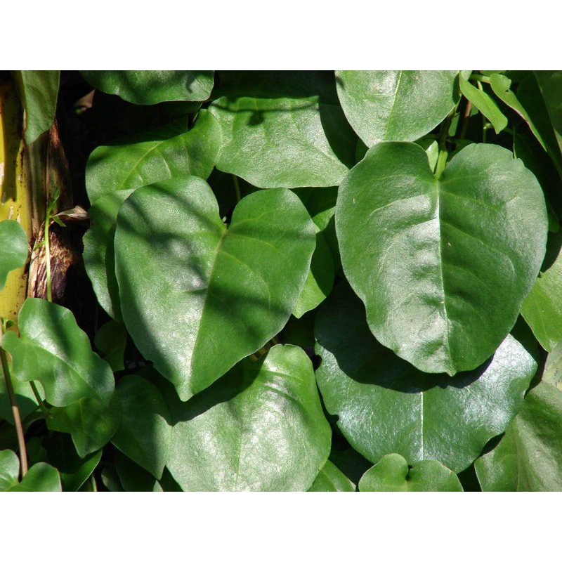 

Daun Binahong Segar 1kg Binahong Hijau Obat wasir