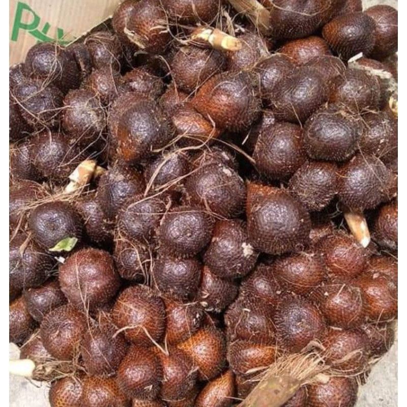 

BUAH SALAK SEGAR 1 KG (BUAH SALAK SUPER)