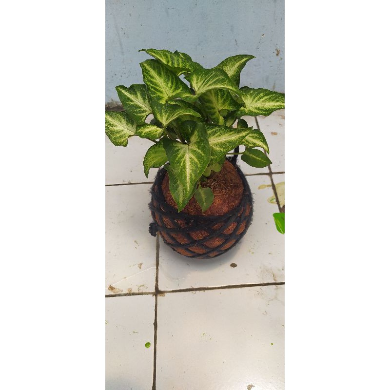 Tanaman Syngonium Kokedama tanaman hias hidup asli bisa bayar di tempat